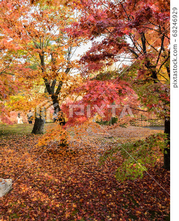 Autumn color leaves Autumn color leaves 68246929