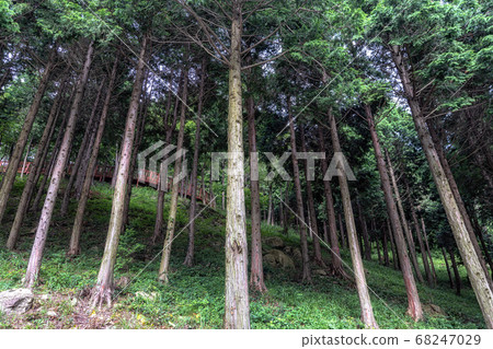 mujangye forest trail in jindo 68247029