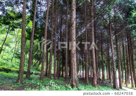 mujangye forest trail in jindo 68247038