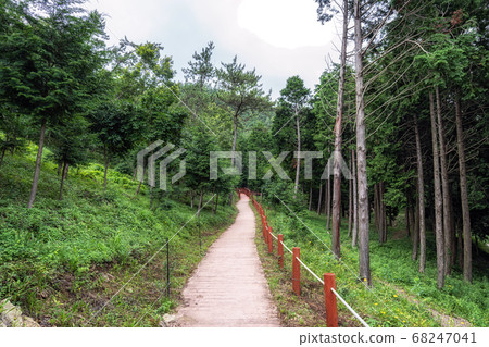 mujangye forest trail in jindo 68247041