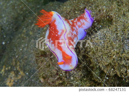 錦魚魚 錦魚魚 68247131