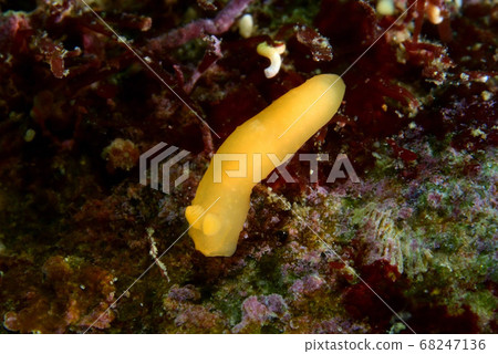 Kinuu Hada Umizushi Kinuu Hada Umizushi 68247136