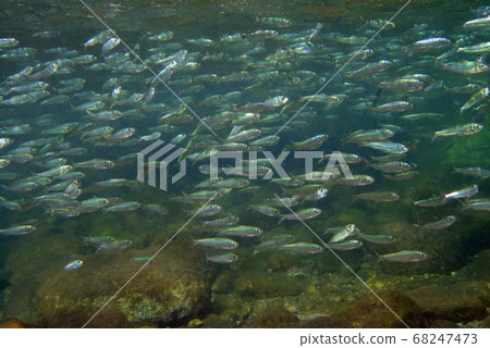 Flock of sappa 68247473