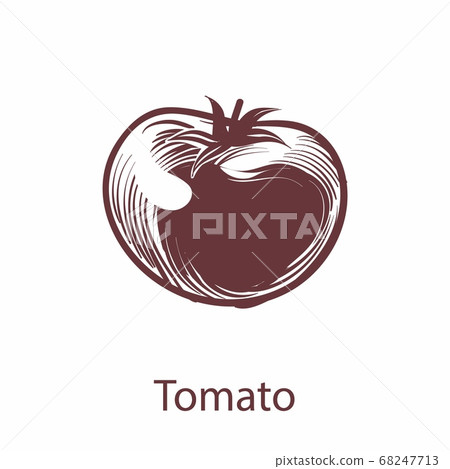 Tomato object. Botanical hand drawn vegetable sketch for labels and packages in engraving style. Cooking symbol for restaurant or cafe menu. Vector single isolated element 68247713