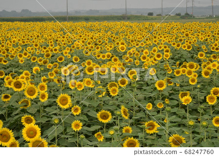 Sunflower field in Kasaoka City, Okayama Prefecture 68247760