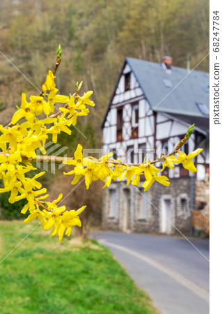 Forsythia flowers in front of with green grass and Forsythia flowers in front of with green grass and 68247784