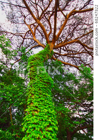 Pine and leaves 68247822