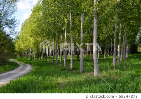 pathway with poplar trees pathway with poplar trees 68247872