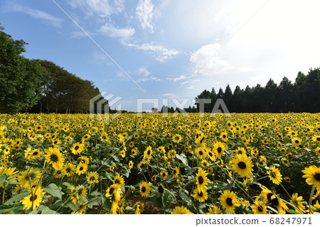 向日葵6219 68247971