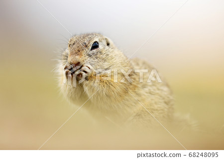 Ground Squirrel, Spermophilus citellus, sitting in 68248095