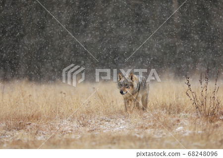 Wolf from Finland. Gray wolf, Canis lupus, in the Wolf from Finland. Gray wolf, Canis lupus, in the 68248096