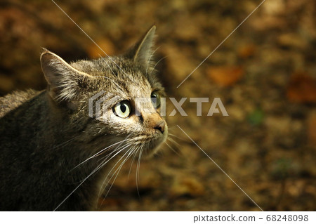 Portrait of Wild Cat, Felis silvestris, animal in Portrait of Wild Cat, Felis silvestris, animal in 68248098