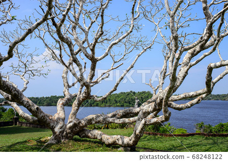 White tree of Lunugangga Sri Lanka 68248122