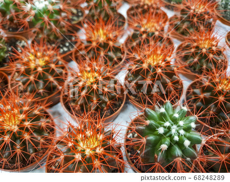 different cacti on sale in the store different cacti on sale in the store 68248289