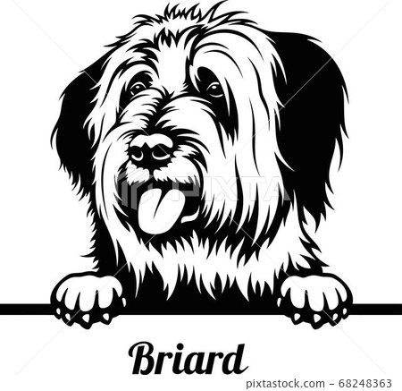 Peeking Dog - Briard breed - head isolated on white Peeking Dog - Briard breed - head isolated on white 68248363
