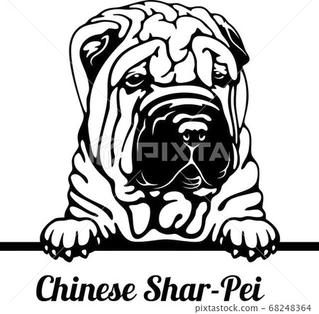 Peeking Dog - Chinese Shar-Pei breed - head isolated on white Peeking Dog - Chinese Shar-Pei breed - head isolated on white 68248364