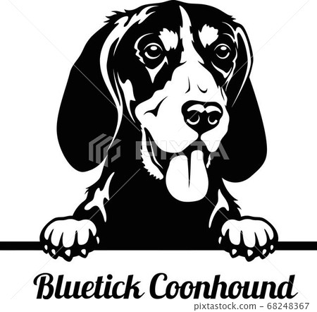 Peeking Dog - Bluetick Coonhound breed - head isolated on white Peeking Dog - Bluetick Coonhound breed - head isolated on white 68248367