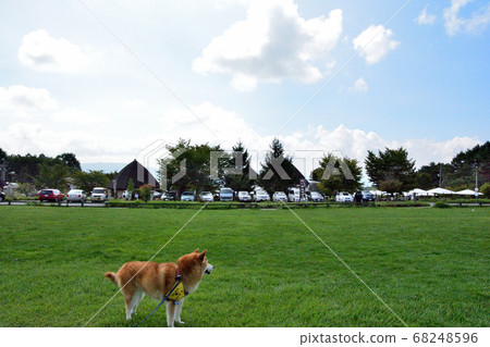 信州原村芝犬 信州原村芝犬 68248596