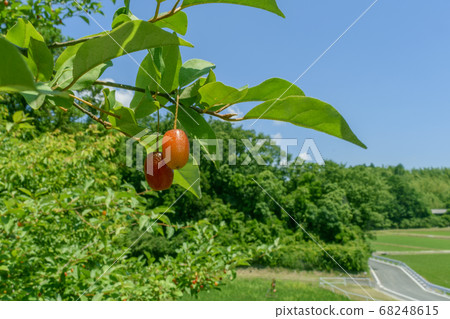 Gummy fruit and blue sky 68248615