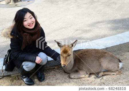 Miyajima deer and women Miyajima deer and women 68248810