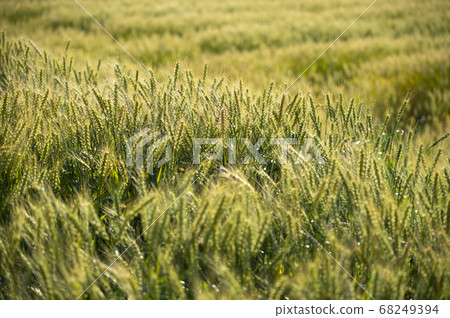 A fruitful wheat field 68249394