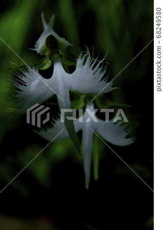 處女草 處女草 68249580