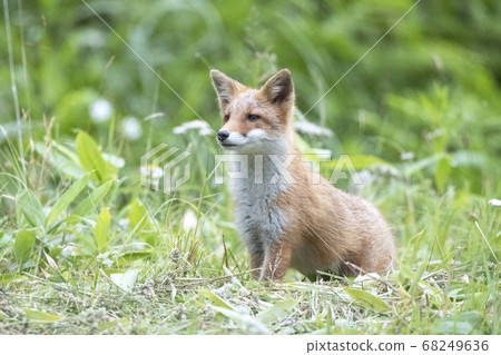 A fox watching the whereabouts of his mother 68249636