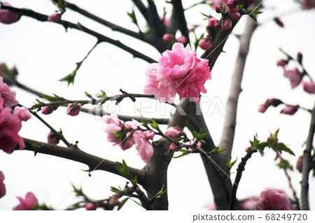 Hua Mompea Gen Fuda Flower Hua Mompea Gen Fuda Flower 68249720