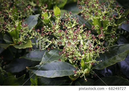 Small flowers of Aoki, which bloom in groups Small flowers of Aoki, which bloom in groups 68249727