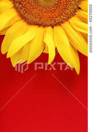 Sunflower yellow on a red background top view. Free space for copying. Sunflower yellow on a red background top view. Free space for copying. 68250008