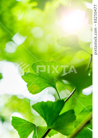 新鮮的綠樹,在陽光下 新鮮的綠樹,在陽光下 68250477