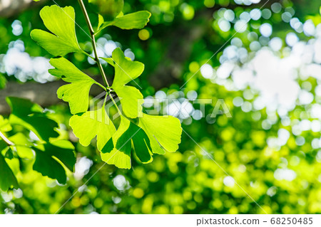 Fresh green tree in the sun Fresh green tree in the sun 68250485