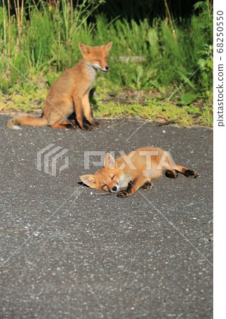 Children of Kita fox Children of Kita fox 68250550
