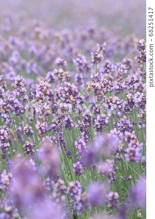 Tamahara lavender park 68251417