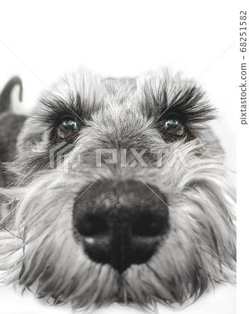 Small black and white miniature schnauzer dog wtih Small black and white miniature schnauzer dog wtih 68251582