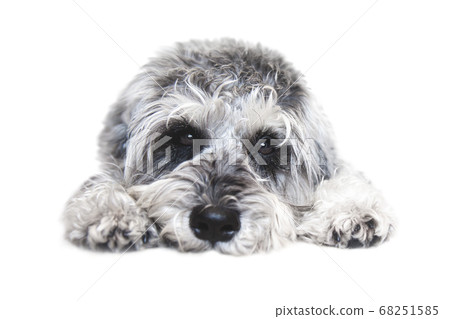 Small black and white miniature schnauzer dog wtih Small black and white miniature schnauzer dog wtih 68251585