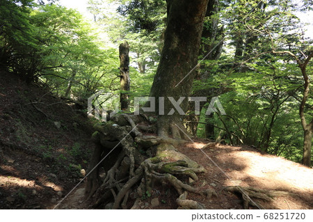 大山阿久里神社總店方法 大山阿久里神社總店方法 68251720