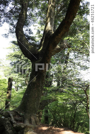 大山阿久里神社總店方法 大山阿久里神社總店方法 68251721
