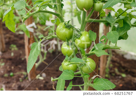 green tomatoes growing on the branches. 68251767