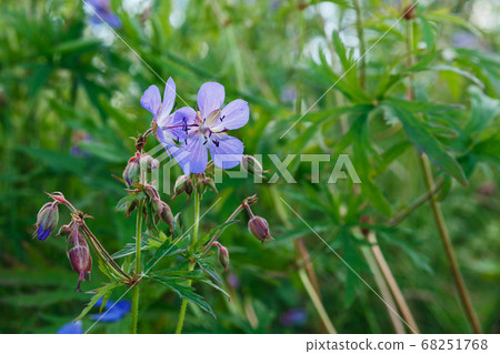 Geranium pratense or meadow geranium. 68251768