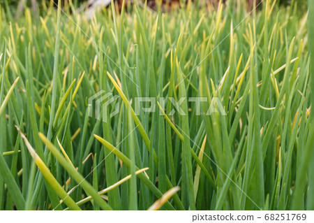 Dry leaves of onions after drought. 68251769