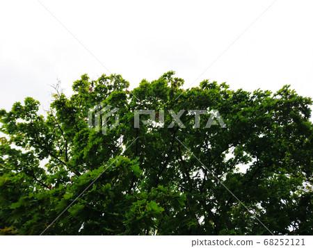 Green trees top line view up nature background Green trees top line view up nature background 68252121