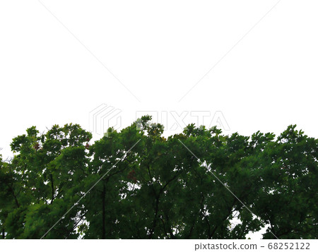 Green trees top line view up nature background Green trees top line view up nature background 68252122