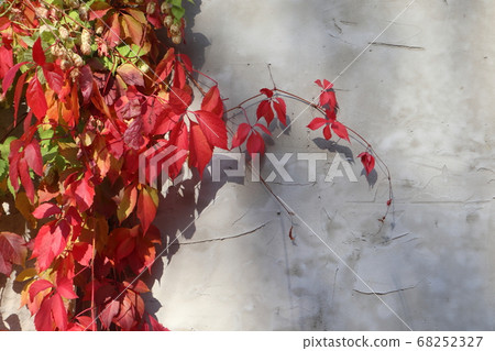Red grape autumn leaf, concrete wall close autumn Red grape autumn leaf, concrete wall close autumn 68252327