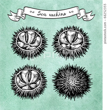 Ink sketch of urchin. Ink sketch of urchin. 68252355