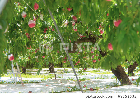 很多碩果累累的桃田 很多碩果累累的桃田 68252532