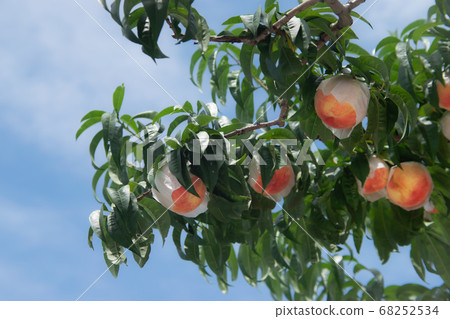 Peaches that shine in the blue sky 68252534
