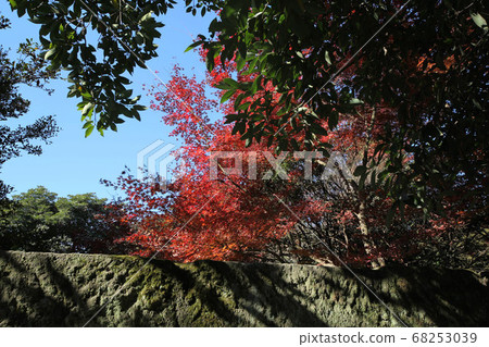 伊索花園的秋葉 伊索花園的秋葉 68253039