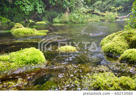 八甲田山古達里沼澤水邊岩石苔蘚 68253080
