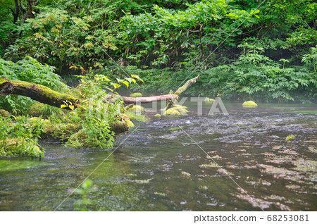 八甲田山古達里沼澤中倒下的樹木 68253081